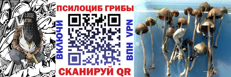 Купить  Миньяр  Галлюциногенные грибы Cubensis 
